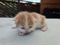 ragdoll mix