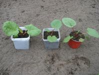 Rabarberplantor