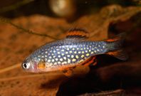 Blue Moscow Grön pansarmal Galaxyrasbora Ancistrus Snowwhit