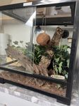 ögonfransgecko inkl terrarium 