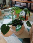 Monstera