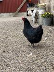 Australorp hönor