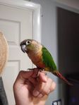 Gul-sidig grönkindad conure–social, smart & lär sig tric