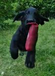 Flatcoated Retriever - 6 tikar finns  som är  leveransklara