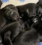 Flatcoated Retriever - Leveransklara 19 Juni