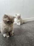 kattungar Ragdoll