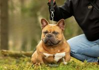 american bully mikro