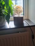 lampa 