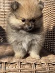 Pomeranian hane 
