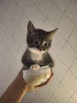 Kattunge 