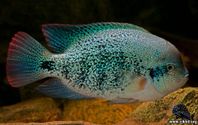 “Vieja zonata, (bältesciklider)