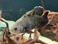 Astronotus crassipinnis