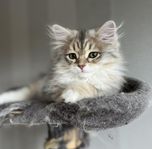 Sibirisk kattunge med stamtavla 