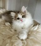 Sibirisk kattunge med stamtavla