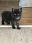 långhåriga kattungar 