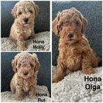 Springerdoodle hund valpar med mycket pudel