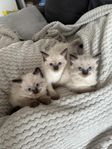 Ragdoll kattungar 