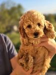 springerdoodlevalpar 