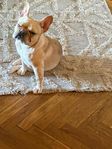 Franskbulldog tik 3 år