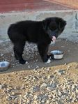 Australien Shepherd och Finsk Lapphunds valp 