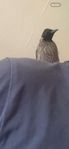 bulbul 