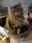 Lockig Selkirk Rex hane 
