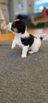 Jack Russell valp SKK registrerad Hugo Boss