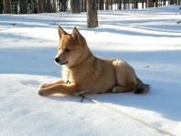 blandras östlaika/finskspets jakthund