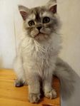 Selkirk Rex - rakpälsade hanar 