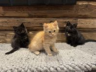 Kattungar blandras ragdoll och sibirisk