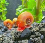 akvarium snigel 