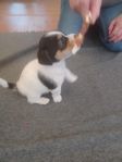 Jack Russell valp SKK registrerad  Paco Rabanne