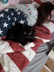 katt