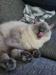Ragdoll Blue Colourpoint