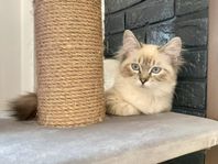 Ragdoll & Neva masquerade kattunge