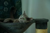 Russian Blue katt omplaceras