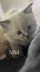 Ragdoll/heligbirma kattungar 