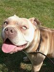 American Bully pocket