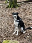hunden söker hem