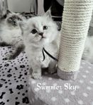 Summer Sky, Neva masquerade 