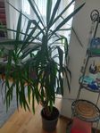 juccapalm ca 190 cm hög