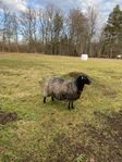 Fårbesättning säljes – 6 får, 1 bagge och 6 lamm – 1