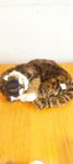 Söt sovande katt 35 cm leksak katt  
