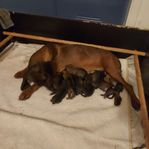 Hundvalpar 
