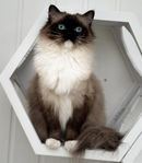 Ragdoll hona