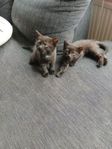 kattungar 