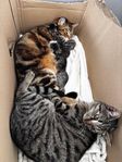 Katt leverans 16 augusti 