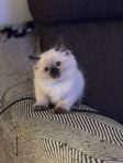 Ragdoll kattungar