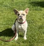 Fransk bulldog tik söker fodervärd 