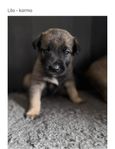 Valpar belgisk malnios & rottweiler 